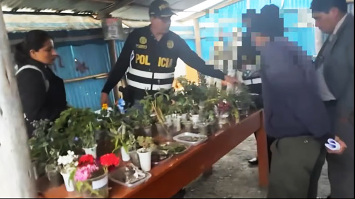Allanan vivero informal donde se cultivaba plantas de marihuana y amapola, en San Jerónimo 